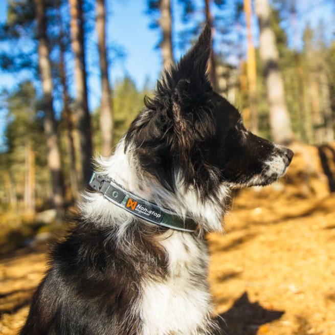 Non-stop dogwear Roam Collar halsbånd til hund
