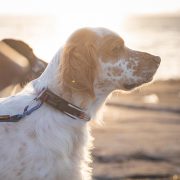 Non-stop dogwear Roam Collar halsbånd til hund