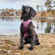 Avbildet: Non-stop dogwear - Ramble Harness Purple
