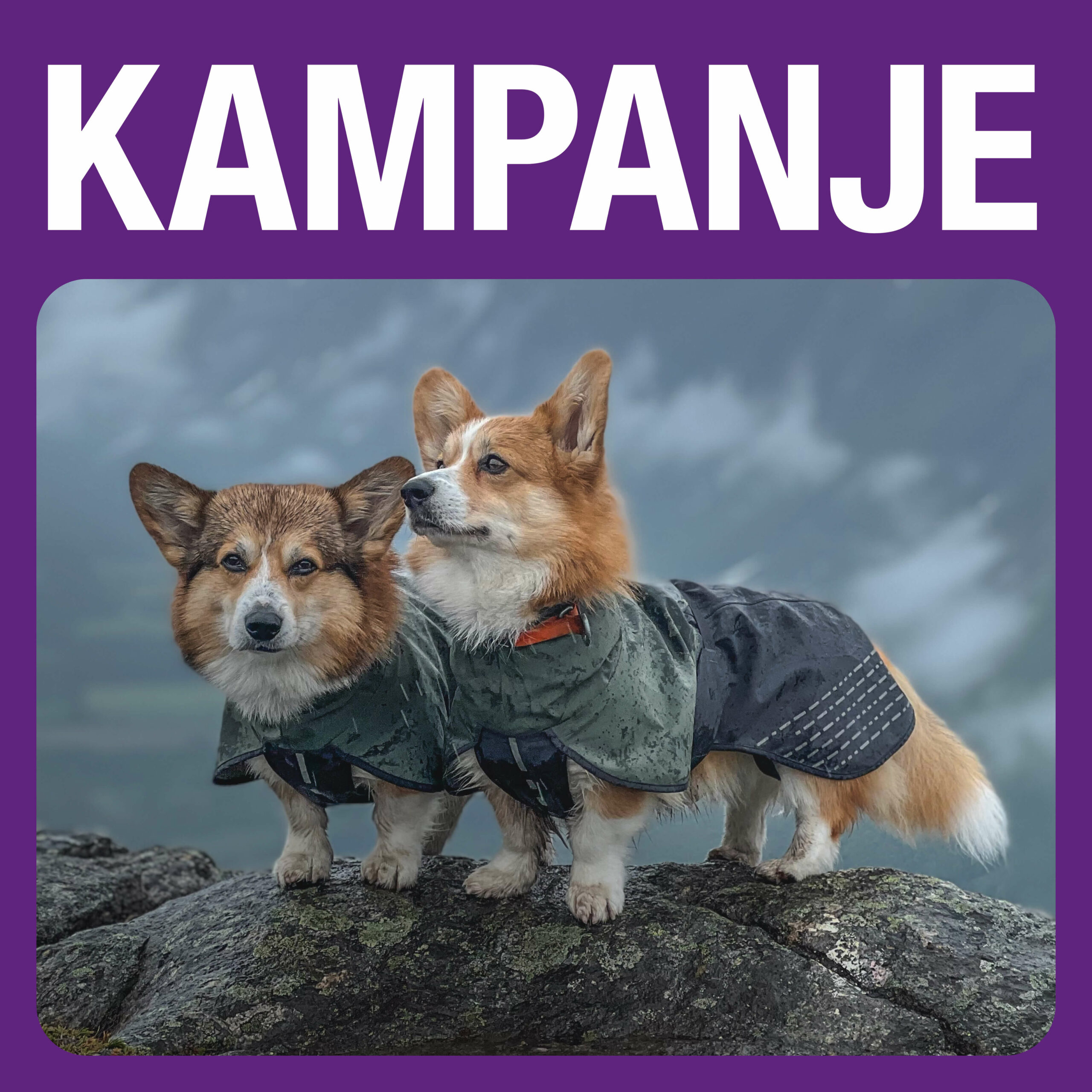 Høstkampanje