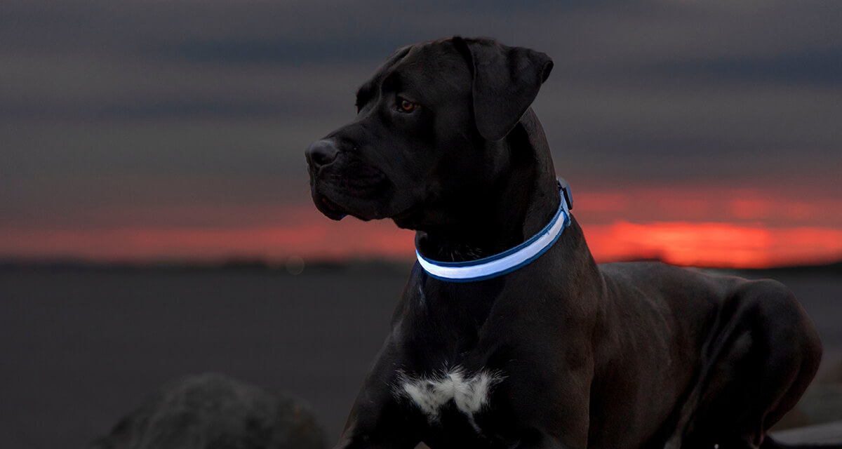 LED-halsbånd lyser opp og gjør hunden synlig på kveldstur