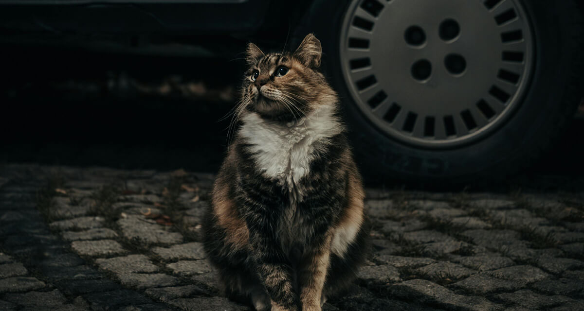 Katter uten reflekshalsbånd kan være vanskelige å se for bilister i mørketiden