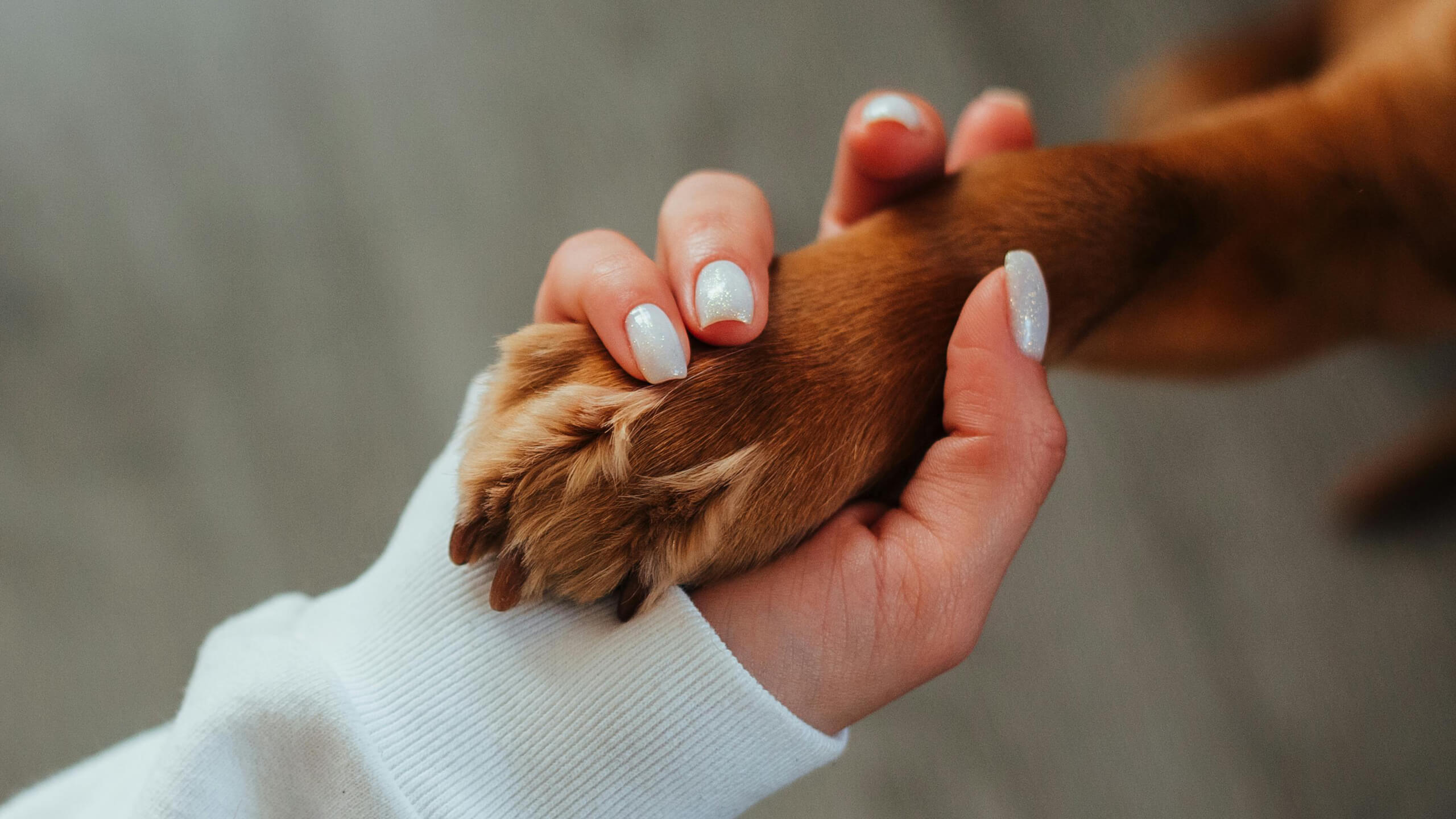 En person holder hundens pote i hånden – symbol på omsorg og potepleie for hund.