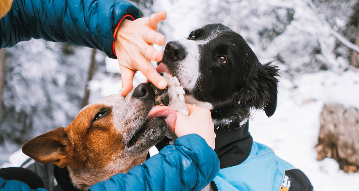 Bruk potesalve før og etter tur i kaldt vær for å beskytte mot salt og kulde. Kilde: Non-stop dogwear